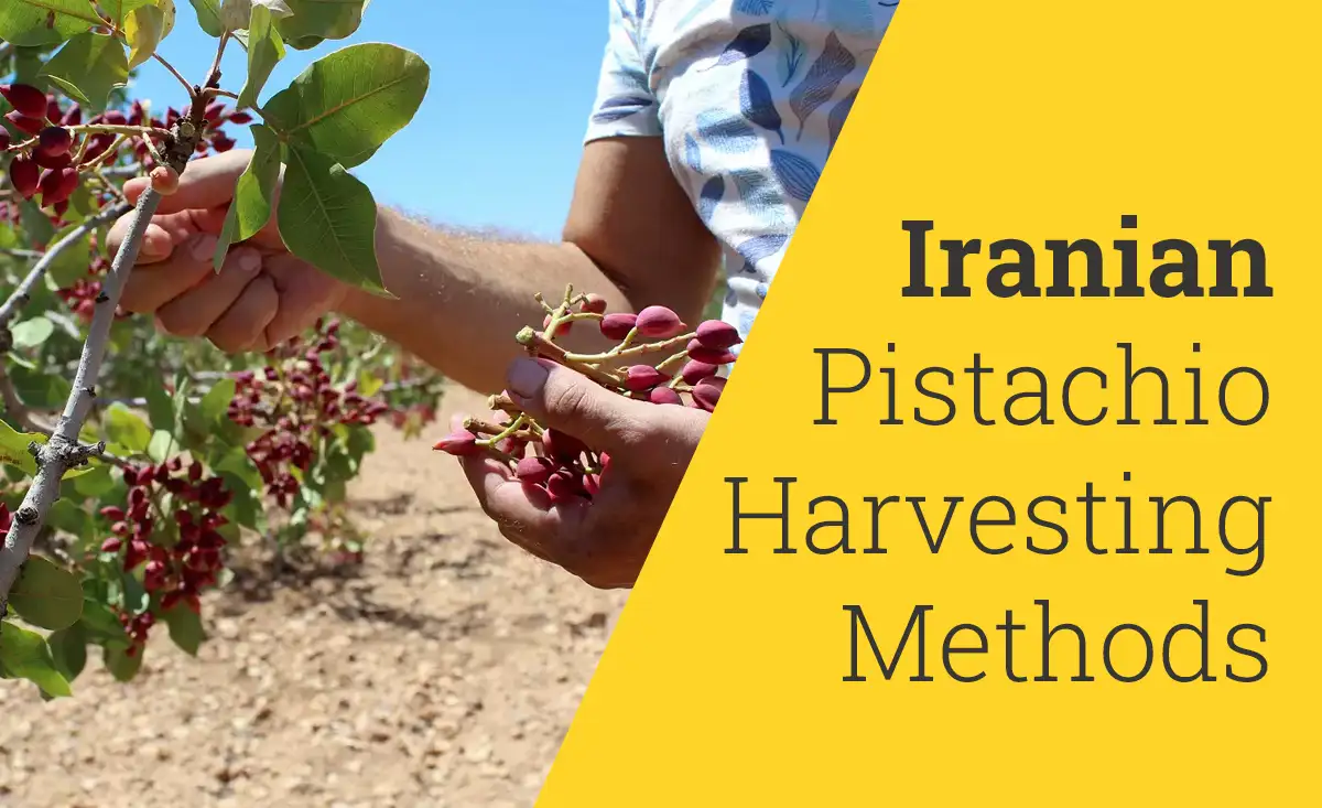 Iranian pistachio harvesting methods