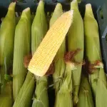 Corn Supplier in Iran