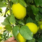 Buy Sour Lemons for Wholesale In Cooperation Price Order Now