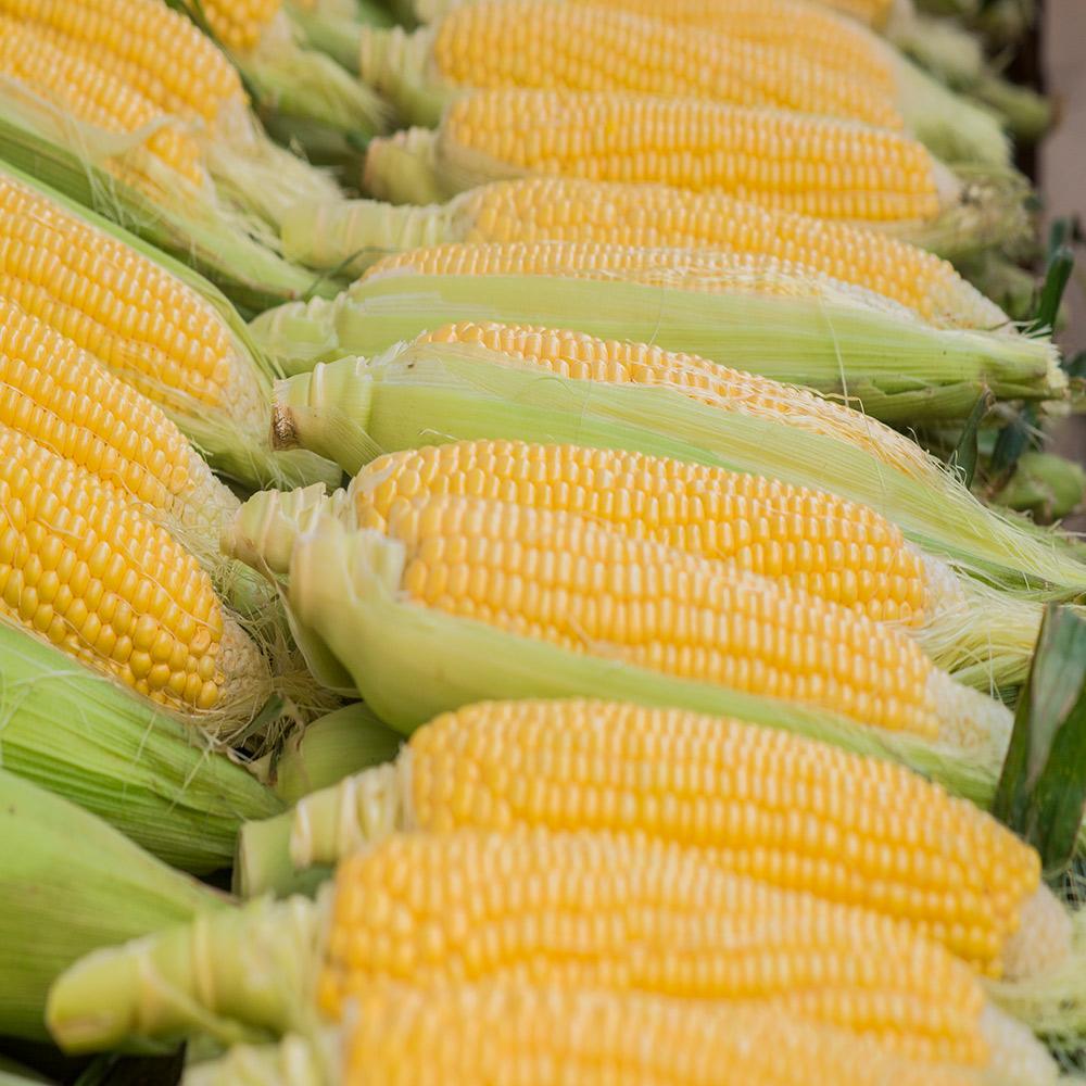 Iranian-Corn-Supplier