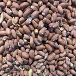 Peanuts at Wholesale Price in Iran For Export Good Quality