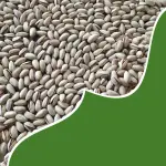 Buy Iranian Pistachios in bulk in any size: Fandoghi, Kallehghuchi, Akbari, Ahmad Aghaei