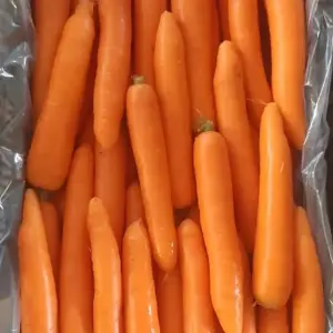 Wholesale Carrot Fresh in Iran At Cooperation Price
