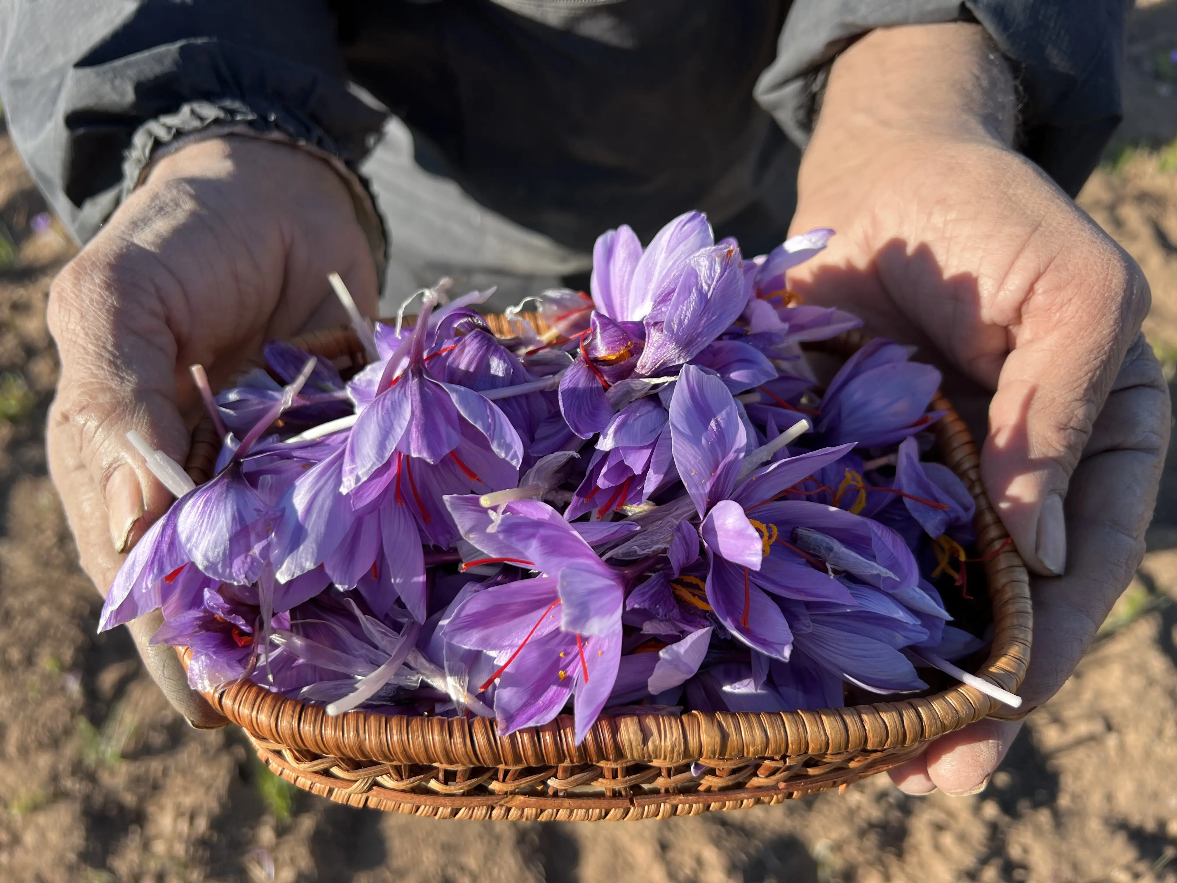 Saffron,Wholesale,Supplirer (10) copy