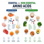 Essential vs. Non-Essential Amino Acids: Complete Guide
