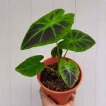 Colocasia Black Beauty, Exports Opportunity, wholesale Kesht Baft Zar Kesht