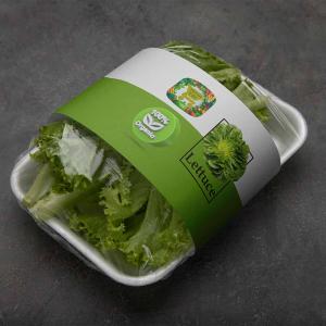 Iran Fresh Lettuce For Best Price Order Now