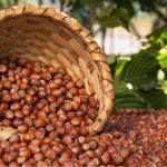 Hazelnuts For Sale IN Best Price