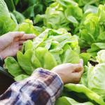Fresh Iranian Lettuce For Export In Bulk Best Price