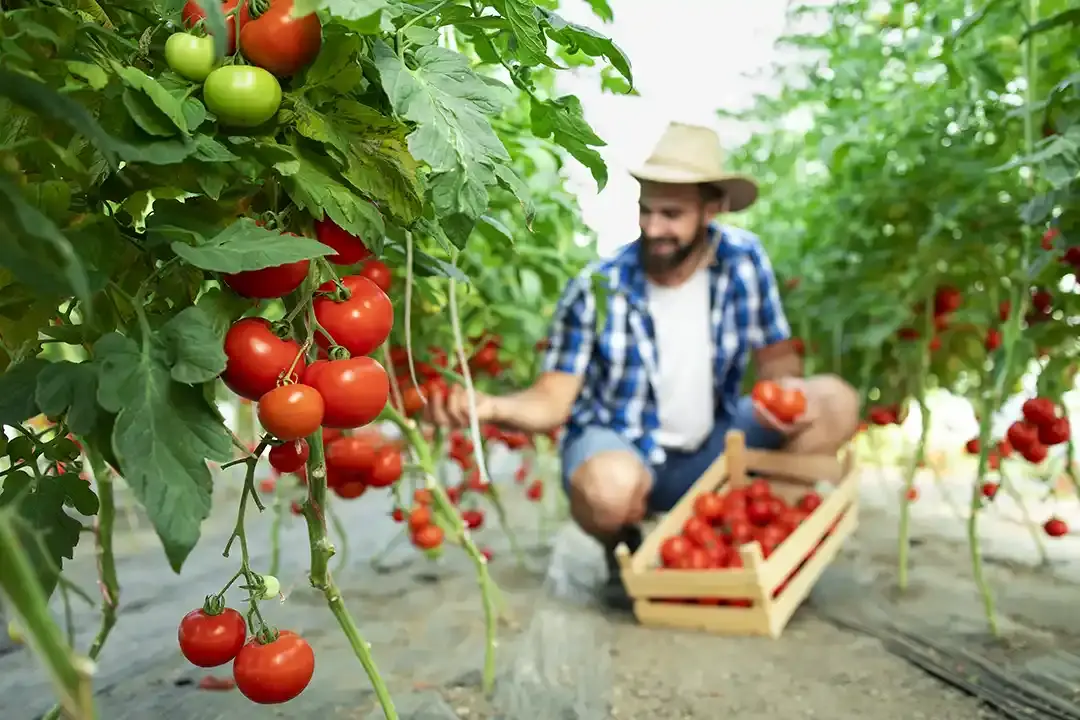 iranaian-tomato-paste-wholesale-available-i-bulk-tomato-aspetic-03.webp