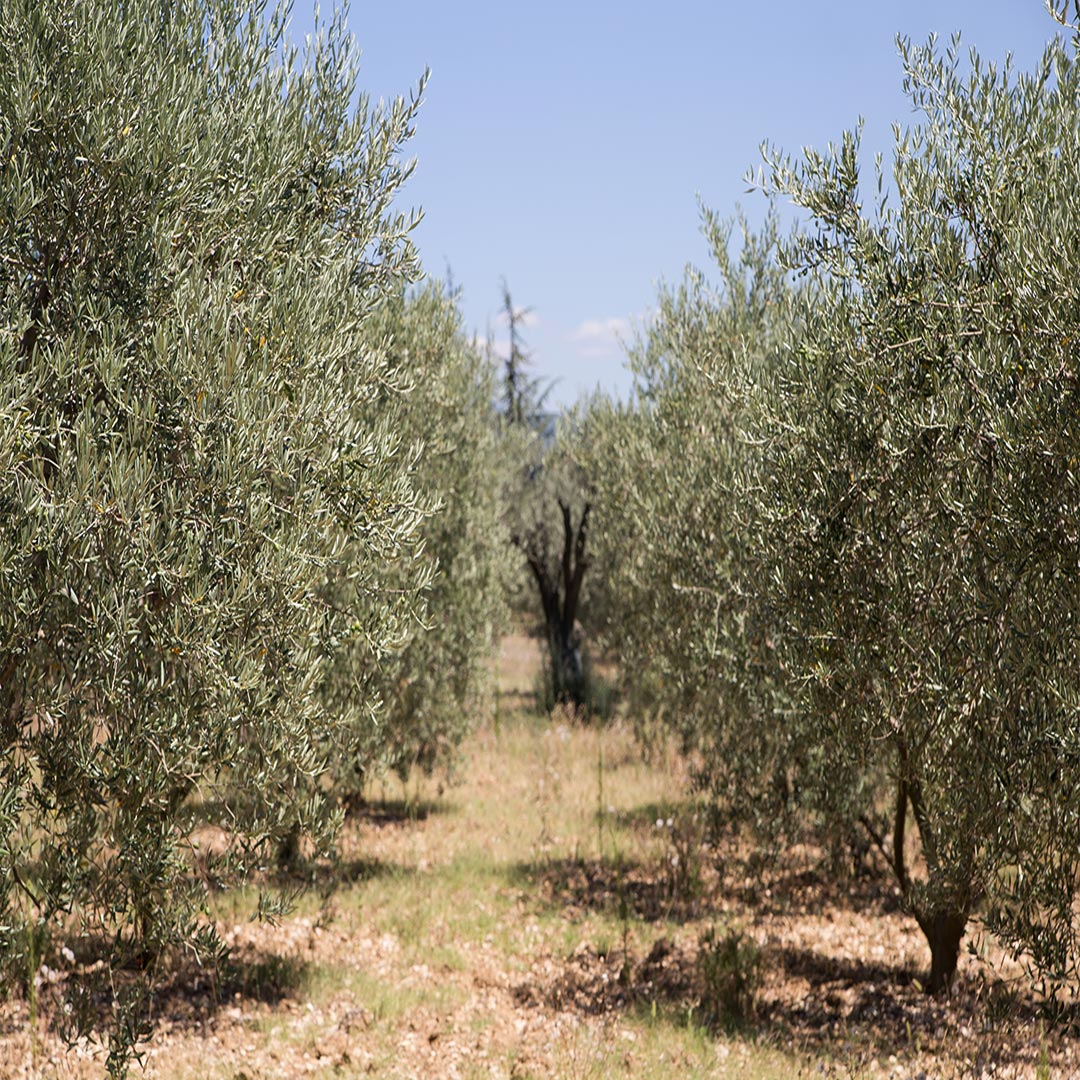 irans-olive-legacy-navigating-the-world-of-wholesale-olive-trade-on-abrisham-road-b2b-platform-4.jpg