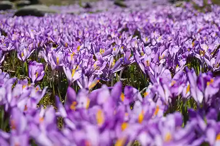 realm-of-saffron-varieties-saga-of-persian.webp