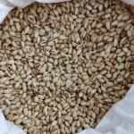 Premium White Pistachios for Export | High-Quality Nuts at Best Price