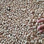 buy Iranian Pistachios in bulk in any size: Fandoghi, Kallehghuchi, Akbari, Ahmad Aghaei