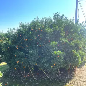 Emadi Garden