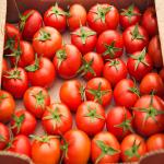 Iranian Export Tomato