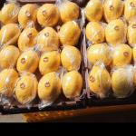Zahedi & Shahani Dates Wholesale In Iran & Supplier