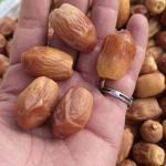 Premium Zahedi Dates Wholesale In Iran