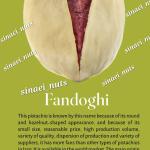 Iranian Fandoghi Pistachios Wholesale & Supplier