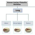 Iranian raw pistachio wholesale & supply