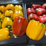Bell Peppers Export – Wholesale Supplier | Fresh Red, Yellow, Green & Orange