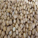 Affordable Bulk Roasted Chickpeas – Ideal for Retailers & Distributors