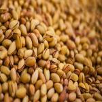 Bulk Pistachios Wholesale | Premium Quality at Competitive Prices