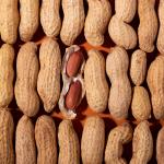 Buy Premium Peanuts in Bulk – Best Wholesale Prices for Export to Iran