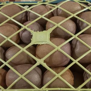 Premium Export-Grade Kiwi, Nutritious & Affordable for Global Markets