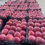 Premium Bulk Apples for Export – High-Quality