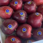 Premium Bulk Apples for Export – High-Quality