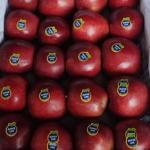 Premium Bulk Apples for Export – High-Quality