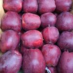 Premium Bulk Apples for Export – High-Quality