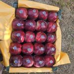 Premium Bulk Apples for Export – High-Quality
