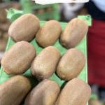 Premium Export-Grade Kiwi, Nutritious & Affordable for Global Markets