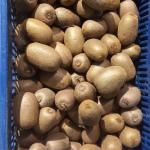 Premium Iranian Kiwi for Export – Wholesale Prices