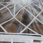 Premium Iranian Kiwi for Export – Wholesale Prices