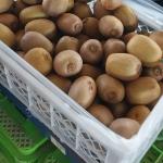 Premium Iranian Kiwi for Export – Wholesale Prices