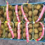 Premium Iranian Kiwi for Export – Wholesale Prices