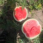 Watermelons Grade A+ for Export – Bulk Supply at Best Price