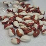 Calypso Beans for Export – Wholesale Prices & Superior Quality