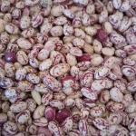 Iranian Light-Speckled Kidney Beans – Superior Quality, Bulk Savings