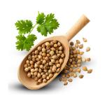 Wholesale Iranian Dried Coriander Seeds for Export - Premium Quality, Nutrient-Rich Spice