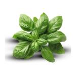 Wholesale Dried Basil Export – Premium Quality & Affordable Bulk Prices