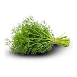 Wholesale Fresh Dill Export – Best Price | Bulk Supply Available