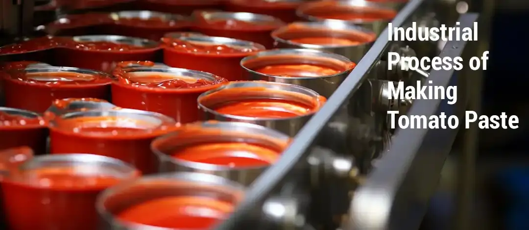 the-process-of-manufacturing-tomato-paste-in-iran01.webp